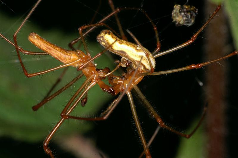 Tetragnatha_montana_D4989_Z_91_Les Gris_Frankrijk.jpg